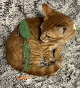 Leon -  Domestic Short Hair Cat for Adoption in Shrewsbury, Massachusetts - Leon | PetCurious