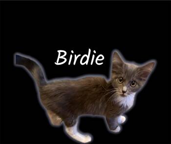 Birdie -  Domestic Medium Hair Cat for Adoption in Auburn, California - Birdie | PetCurious