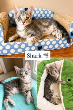 Shark (FCID# 06/16/2026 - 42) -  Tabby Cat for Adoption in Greenville, Delaware - Shark (FCID# 06/16/2026 - 42) | PetCurious