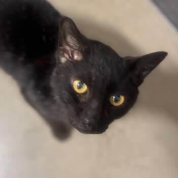 Domestic Short Hair Cats Available for Adoption - Moses | PetCurious