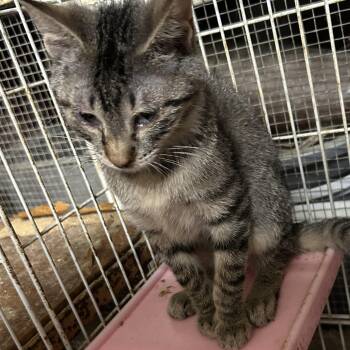 American Shorthair and Tabby Cats Available for Adoption - Shedrick | PetCurious