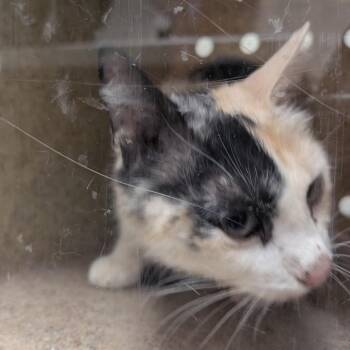 Opal -  Domestic Short Hair Cat for Adoption in Reno, Nevada - Opal | PetCurious