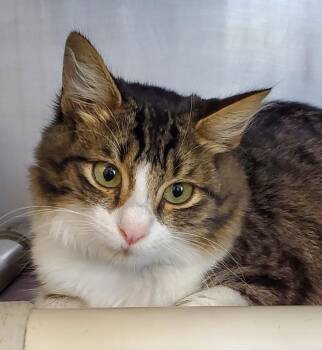 Domestic Medium Hair and American Bobtail Cats Available for Adoption in Denham Springs, Louisiana - Thomas (PA) | PetCurious