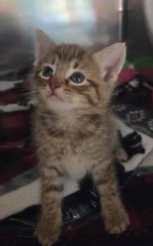 Danny Fenton -  Domestic Short Hair Cat for Adoption in Cleveland, Tennessee - Danny Fenton | PetCurious