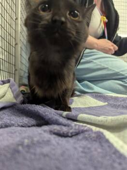 Wendy -  Domestic Medium Hair Cat for Adoption in Raleigh, North Carolina - Wendy | PetCurious