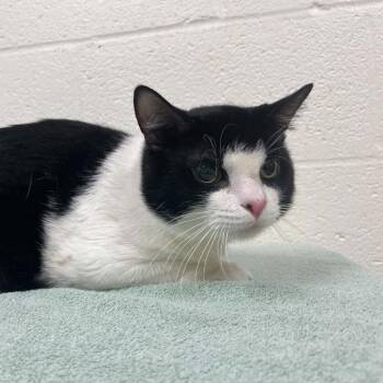 Hobnob -  Domestic Short Hair Cat for Adoption in Lyndhurst, Virginia - Hobnob | PetCurious
