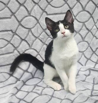 260974  Jordan -  Domestic Short Hair Cat for Adoption in Wetumpka, Alabama - 260974  Jordan | PetCurious
