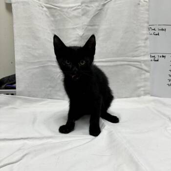 Flotsam -  Domestic Short Hair Cat for Adoption in Donalsonville, Georgia - Flotsam | PetCurious