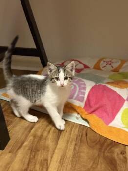 Meeny -  Domestic Short Hair Cat for Adoption in Fort Collins, Colorado - Meeny | PetCurious