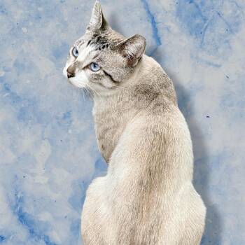 Siamese Cats Available for Adoption in Los Angeles, California - Zazu | PetCurious