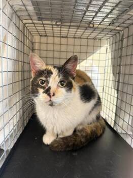 Domestic Short Hair Cats Available for Adoption - WINONA | PetCurious