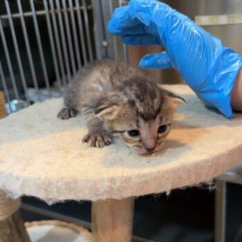 Sweet Potato -  Domestic Short Hair Cat for Adoption in Livingston, Texas - Sweet Potato | PetCurious