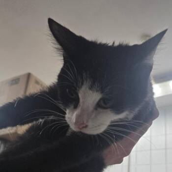 Wallace -  Domestic Short Hair Cat for Adoption in West Olive, Michigan - Wallace | PetCurious