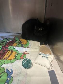 Ruby -  Domestic Short Hair Cat for Adoption in Largo, Florida - Ruby | PetCurious