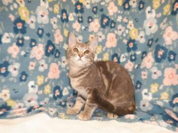 PAUL -  Domestic Short Hair Cat for Adoption in San Jose, California - PAUL | PetCurious