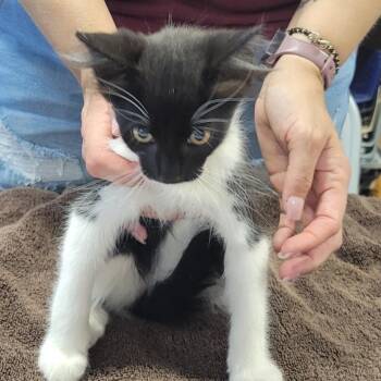 LUNDS #11 -  Domestic Long Hair Cat for Adoption in Willows, California - LUNDS #11 | PetCurious