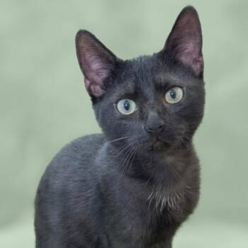 Domestic Short Hair Cats Available for Adoption in Houston, Texas - Cilantro | PetCurious