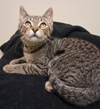 Domestic Short Hair Cats Available for Adoption in Fremont, Ohio - Frick | PetCurious