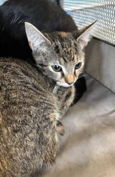 Rescue Domestic Short Hair Cats for Adoption in Palmetto, Florida - A132683 | PetCurious