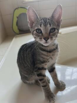 LULU -  Domestic Short Hair Cat for Adoption in Holbrook, New York - LULU | PetCurious