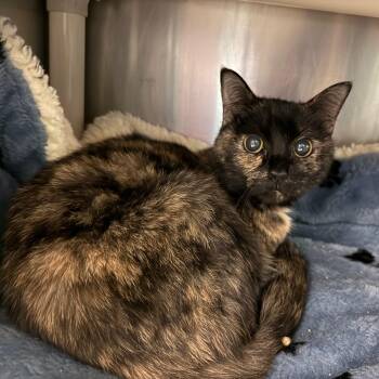 Rescue Domestic Short Hair Cats for Adoption in Marion, North Carolina - Ginger | PetCurious