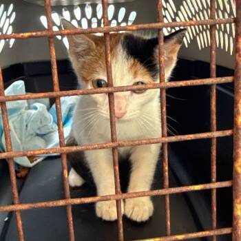 Rescue Domestic Short Hair Cats for Adoption in Pahoa, Hawaii - Newbie I1 | PetCurious