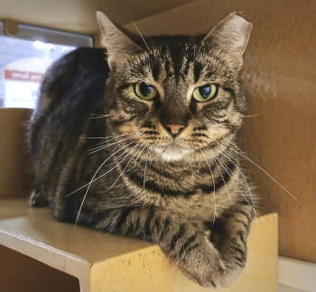 Rescue Tabby Cats for Adoption in Fort Myers, Florida - Taffy | PetCurious