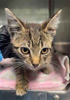 DOVIE -  Domestic Short Hair Cat for Adoption in Columbia, South Carolina - DOVIE | PetCurious