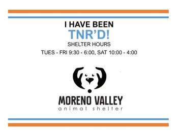 A553381 -  Domestic Short Hair Cat for Adoption in Moreno Valley, California - A553381 | PetCurious