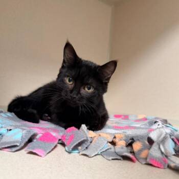 Octavia -  Domestic Short Hair Cat for Adoption in Great Falls, Montana - Octavia | PetCurious