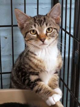 Hiro -  Domestic Short Hair Cat for Adoption in Bloomingdale, New Jersey - Hiro | PetCurious