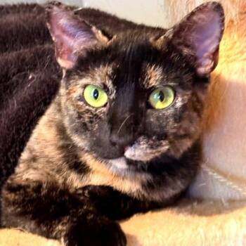 Callie -  Domestic Short Hair Cat for Adoption in Green Bay, Wisconsin - Callie | PetCurious