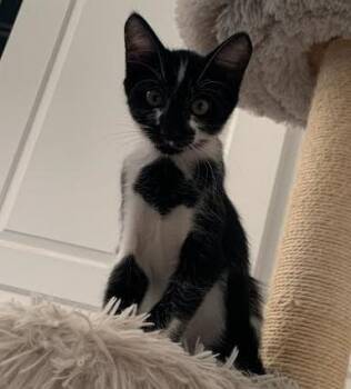 Patches -  Domestic Short Hair Cat for Adoption in Phoenix, Arizona - Patches | PetCurious