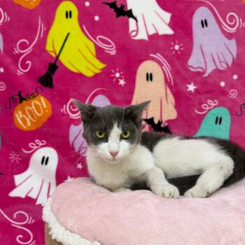Echo -  Domestic Short Hair Cat for Adoption in Riverwoods, Illinois - Echo | PetCurious