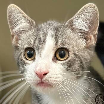 Possum -  Domestic Short Hair Cat for Adoption in Victor, New York - Possum | PetCurious