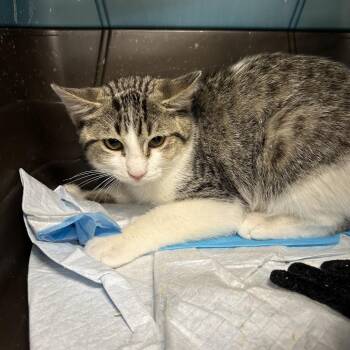 Trix -  Domestic Short Hair Cat for Adoption in Salt Lake City, Utah - Trix | PetCurious