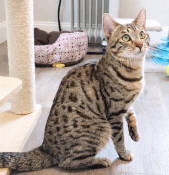 Bengal Cats Available for Adoption in Kenosha, Wisconsin - WAFFLES | PetCurious