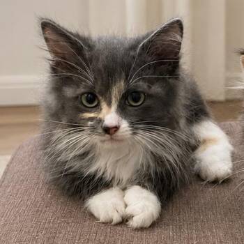 Paws Meow Meow -  Domestic Long Hair Cat for Adoption in Tustin, California - Paws Meow Meow | PetCurious