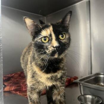Coraline -  Domestic Short Hair Cat for Adoption in Idaho Falls, Idaho - Coraline | PetCurious