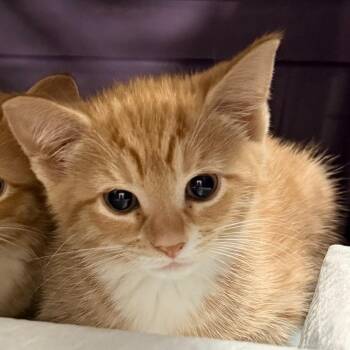 Spud -  Domestic Short Hair Cat for Adoption in Trenton, New Jersey - Spud | PetCurious