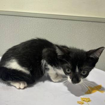 Swirl -  Domestic Short Hair Cat for Adoption in Tampa, Florida - Swirl | PetCurious