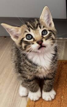 Domestic Short Hair Cats Available for Adoption in Rockville, Maryland - Baconator | PetCurious