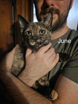 June -  Domestic Short Hair Cat for Adoption in Groveland, Massachusetts - June | PetCurious