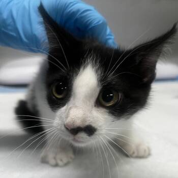 Trinity -  Domestic Short Hair Cat for Adoption in Summerville, South Carolina - Trinity | PetCurious