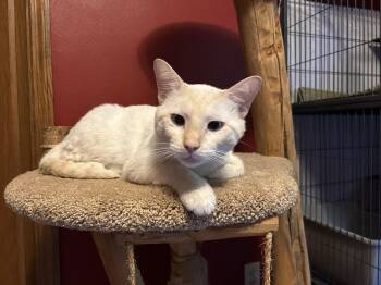 Captain -  Siamese Cat for Adoption in Belvidere, Illinois - Captain | PetCurious
