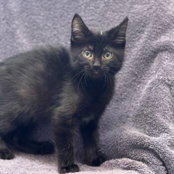 Rescue Domestic Short Hair Cats for Adoption in Long Beach, California - Meep | PetCurious