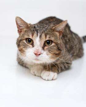 Domestic Short Hair Cats Available for Adoption in Boone, Iowa - Tucker | PetCurious