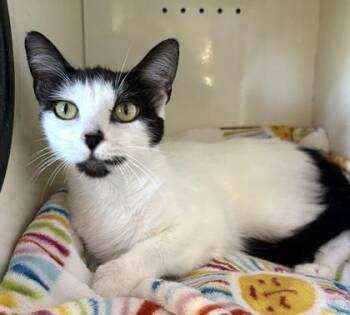Domestic Short Hair Cats Available for Adoption in Fernandina Beach, Florida - TINK TINK | PetCurious