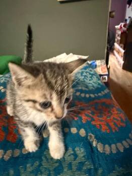 J-Jam -  Tabby Cat for Adoption in San Antonio, Texas - J-Jam | PetCurious