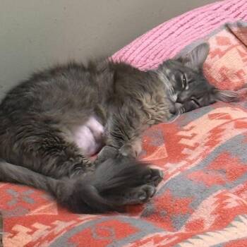 Domestic Medium Hair Cats Available for Adoption - Cocoa | PetCurious